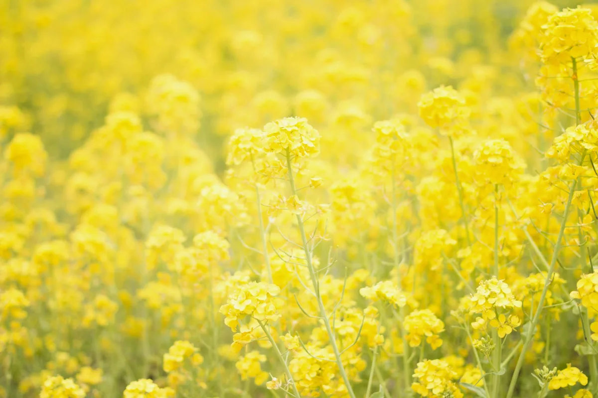 Photographie évoquant la couleur jaune