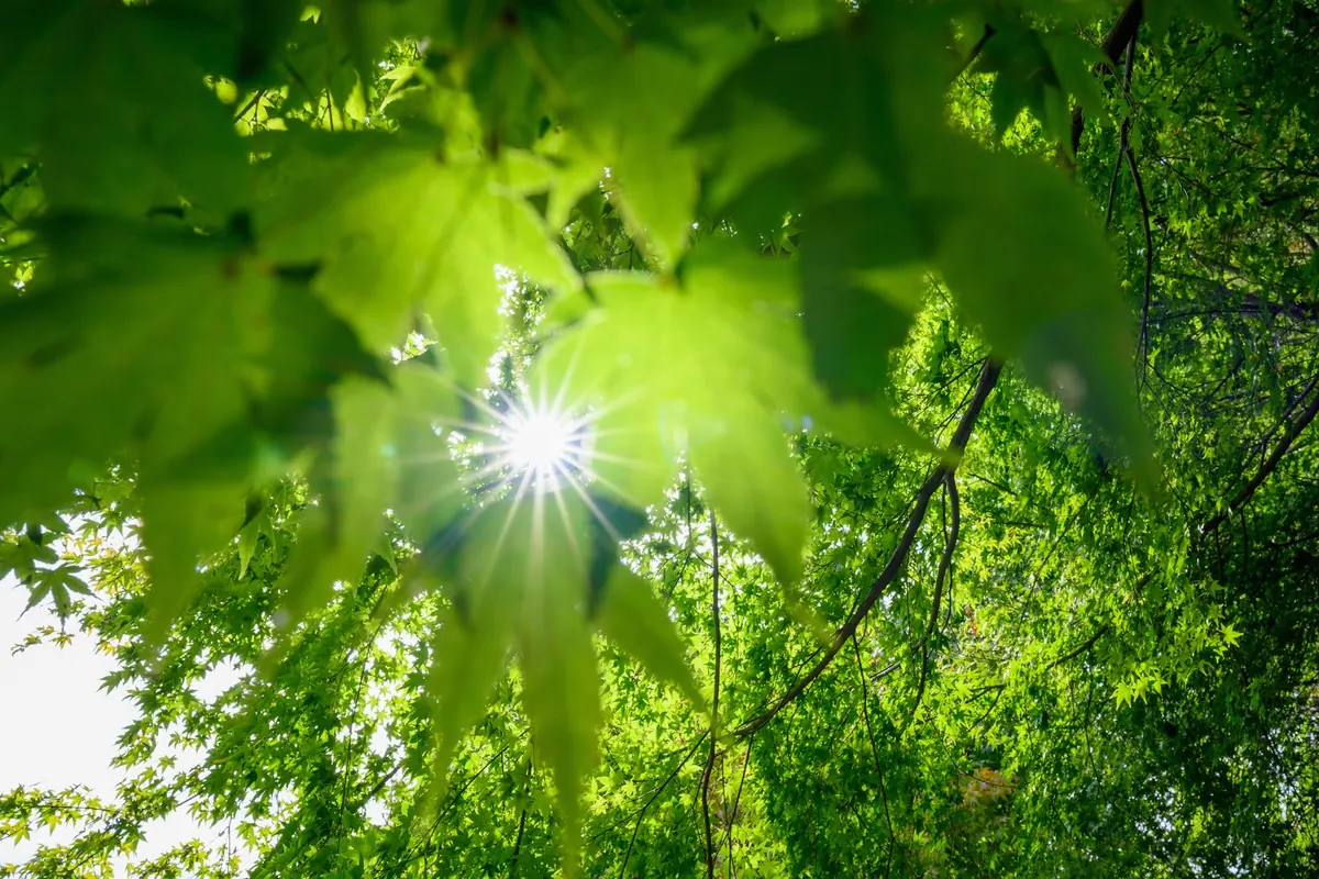 Photographie évoquant la couleur vert