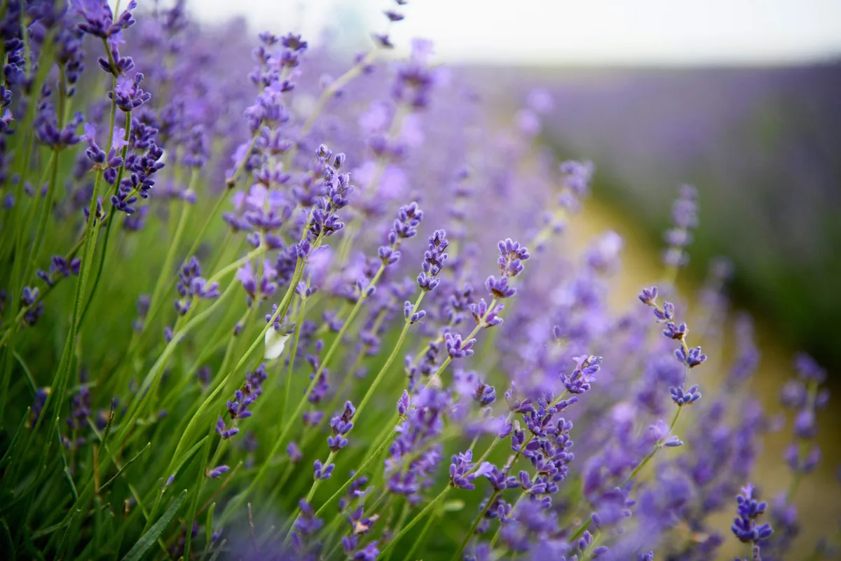 Photographie évoquant la couleur violet