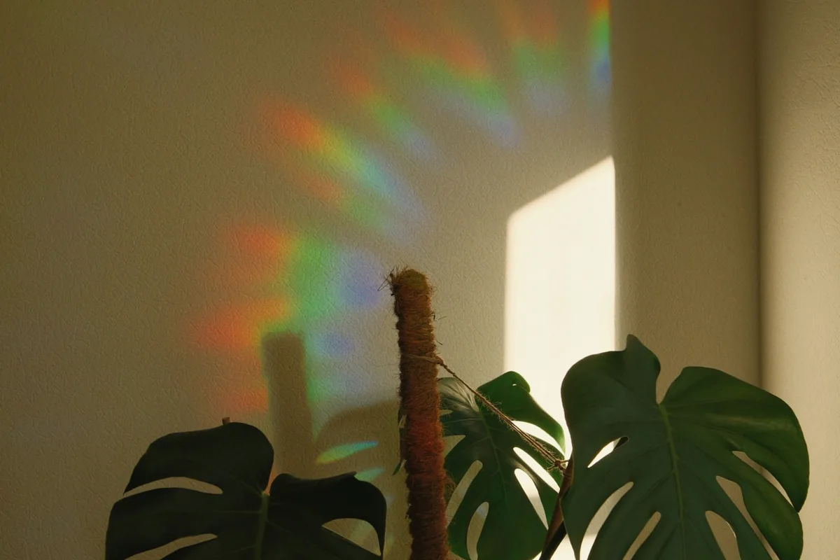Un reflet d'arc-en-ciel sur un mur derrière une plante monstera